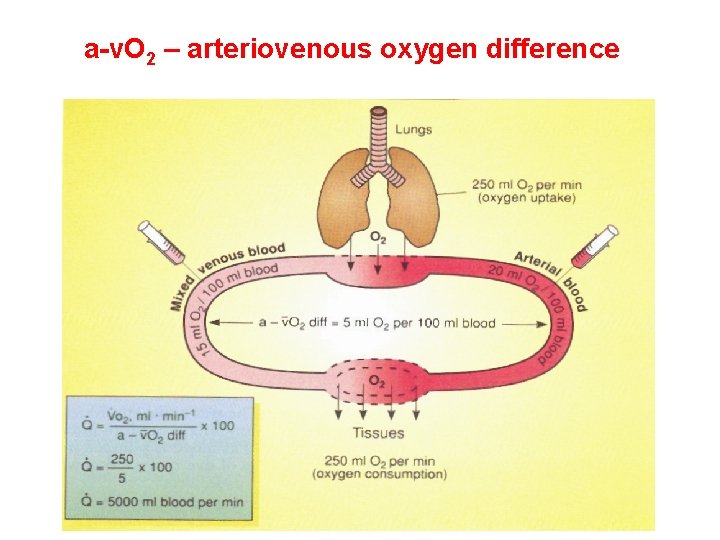 a-v. O 2 – arteriovenous oxygen difference 