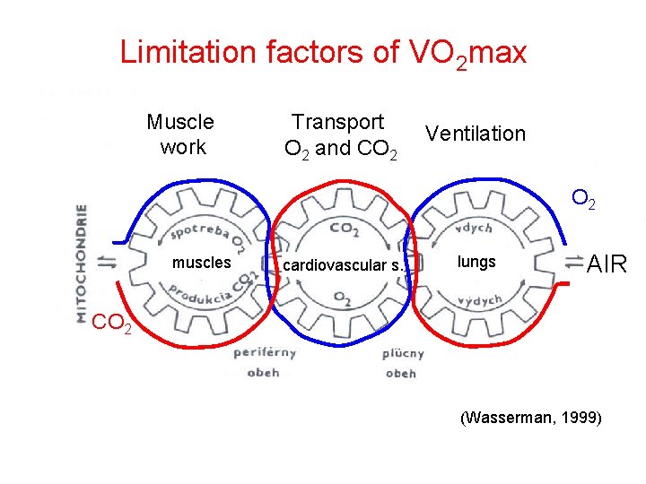 Limitation factors of VO 2 max Muscle work Transport O 2 and CO 2