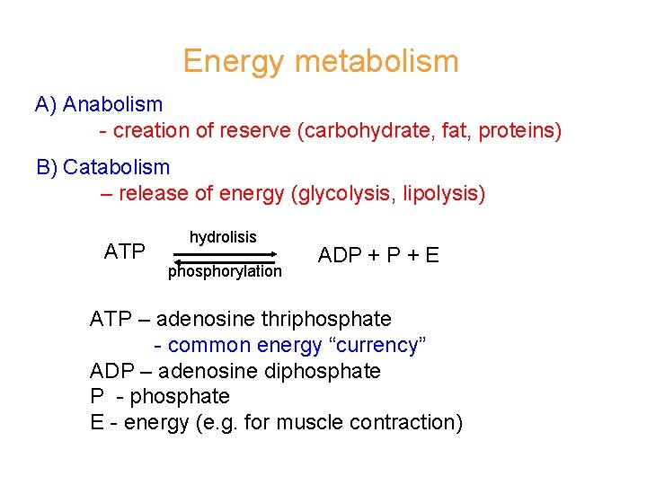 Energy metabolism A) Anabolism - creation of reserve (carbohydrate, fat, proteins) B) Catabolism –