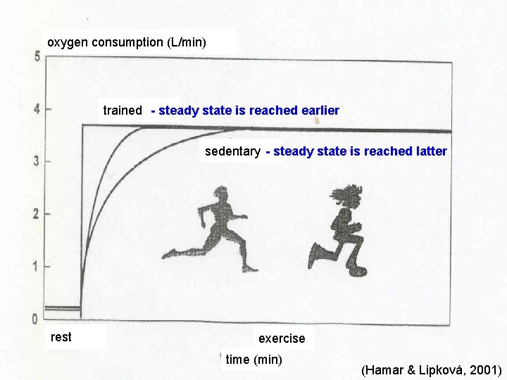 oxygen consumption (L/min) trained - steady state is reached earlier sedentary - steady state