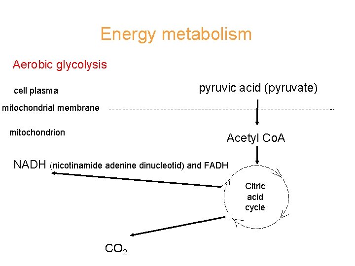 Energy metabolism Aerobic glycolysis pyruvic acid (pyruvate) cell plasma mitochondrial membrane mitochondrion Acetyl Co.