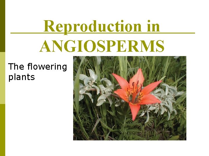 Reproduction in ANGIOSPERMS The flowering plants 
