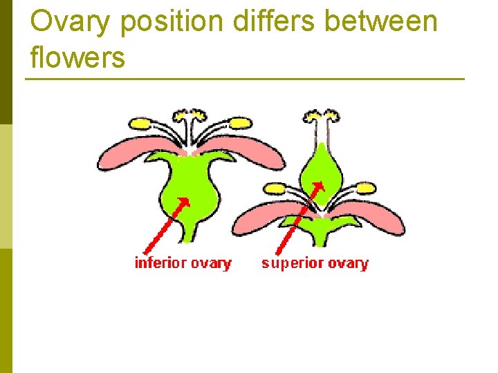 Ovary position differs between flowers 