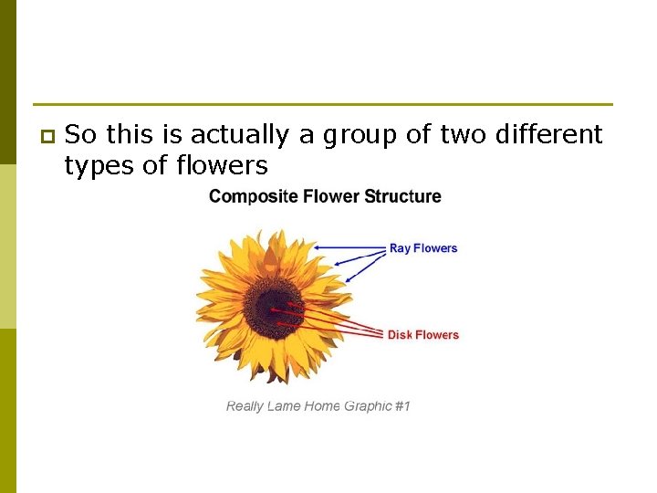 p So this is actually a group of two different types of flowers 