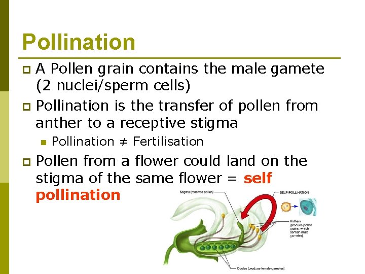 Pollination A Pollen grain contains the male gamete (2 nuclei/sperm cells) p Pollination is