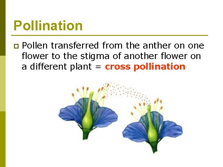 Pollination p Pollen transferred from the anther on one flower to the stigma of
