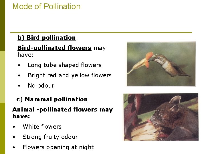 Mode of Pollination b) Bird pollination Bird-pollinated flowers may have: • Long tube shaped