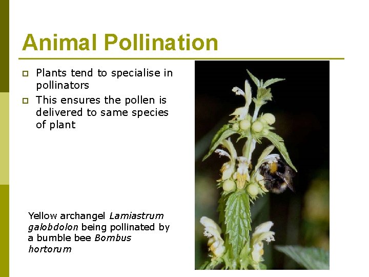 Animal Pollination p p Plants tend to specialise in pollinators This ensures the pollen