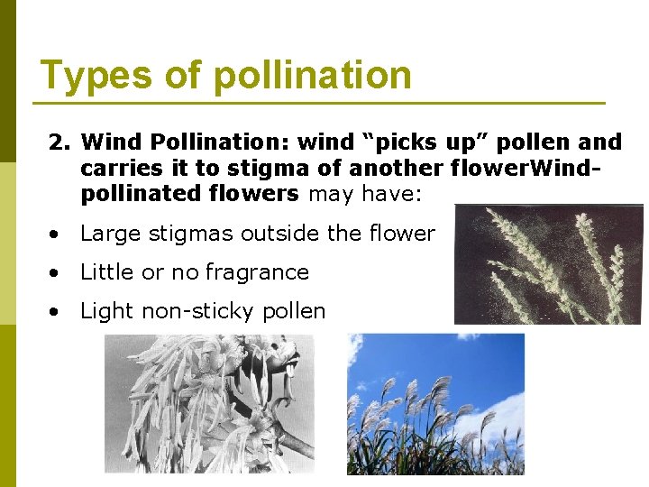 Types of pollination 2. Wind Pollination: wind “picks up” pollen and carries it to