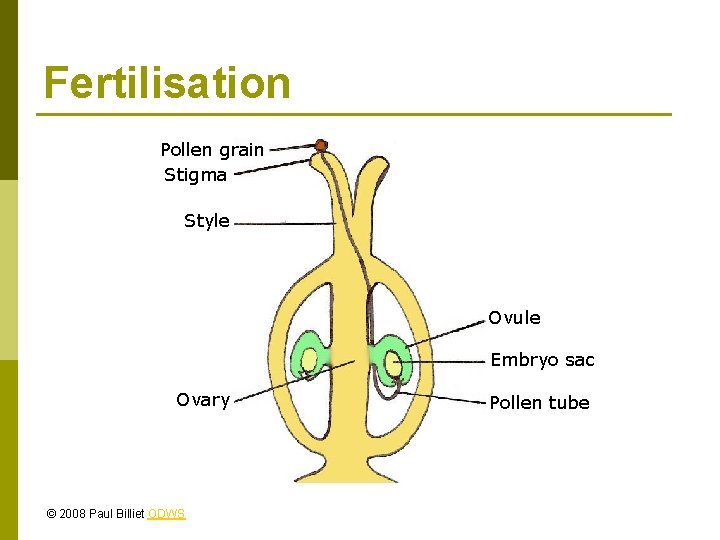 Fertilisation Pollen grain Stigma Style Ovule Embryo sac Ovary © 2008 Paul Billiet ODWS