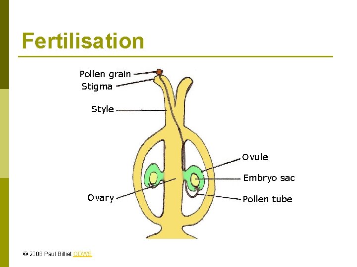 Fertilisation Pollen grain Stigma Style Ovule Embryo sac Ovary © 2008 Paul Billiet ODWS