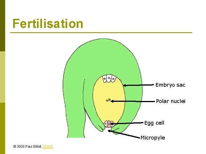 Fertilisation Embryo sac Polar nuclei Egg cell Micropyle © 2008 Paul Billiet ODWS 