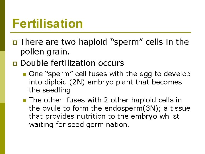 Fertilisation There are two haploid “sperm” cells in the pollen grain. p Double fertilization