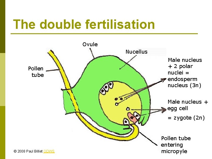 The double fertilisation Ovule Nucellus Pollen tube Male nucleus + 2 polar nuclei =