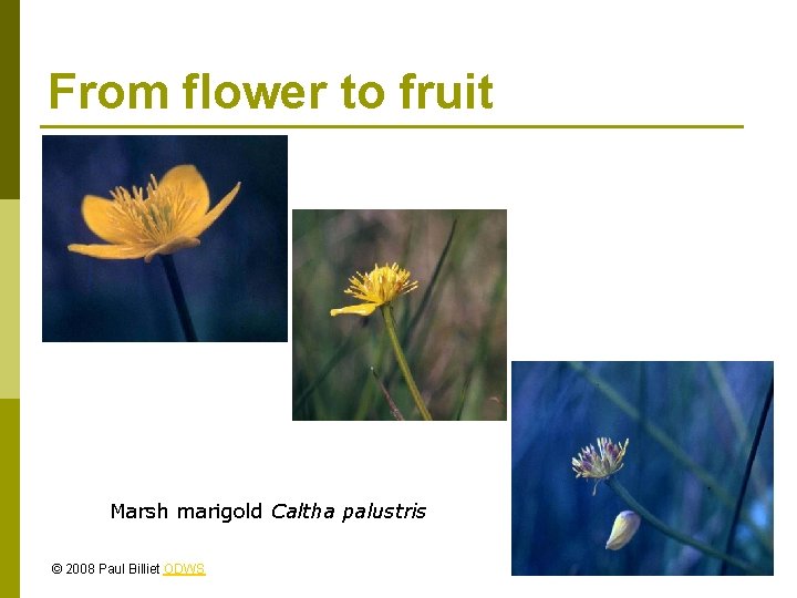From flower to fruit Marsh marigold Caltha palustris © 2008 Paul Billiet ODWS 