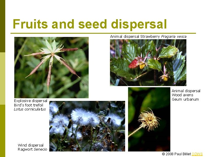 Fruits and seed dispersal Animal dispersal Strawberry Fragaria vesca Explosive dispersal Bird’s foot trefoil