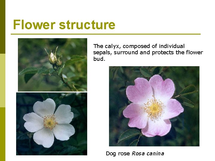 Flower structure The calyx, composed of individual sepals, surround and protects the flower bud.