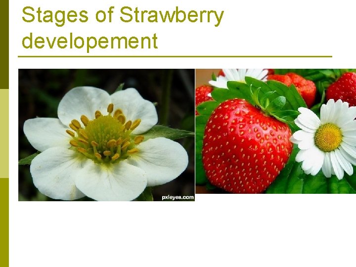 Stages of Strawberry developement 