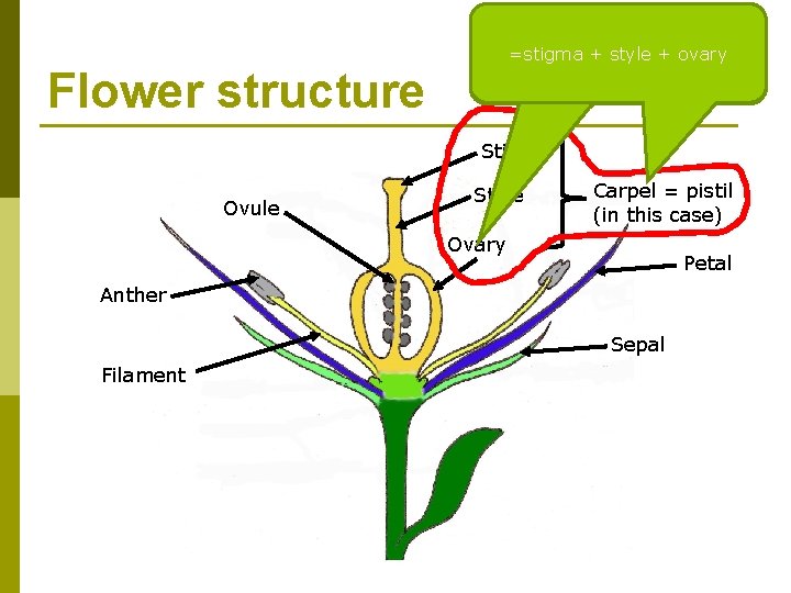 Flower structure Holds the ovules and after to Stalk connecting the stigma The top