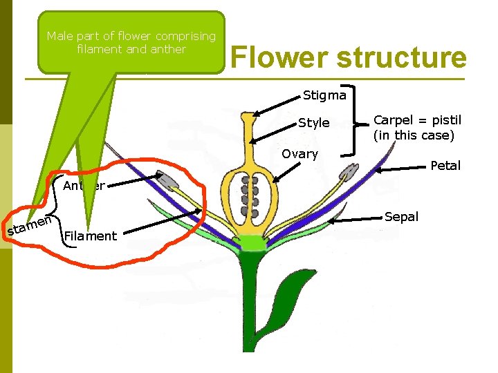 stalk which supports Consists of pollen sacs the anthers and holds them a (typically