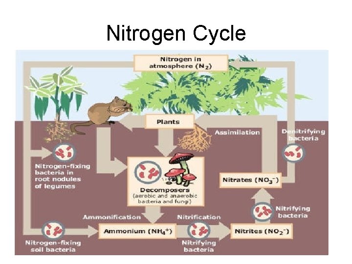 Nitrogen Cycle 