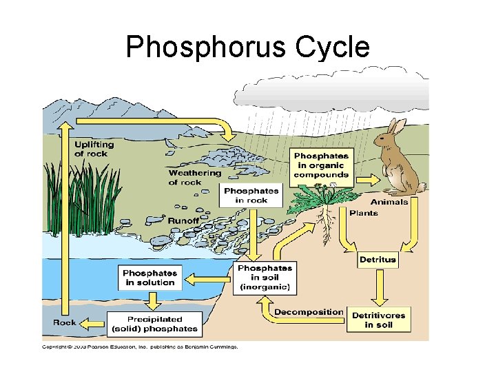 Phosphorus Cycle 