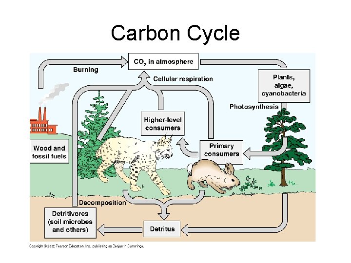 Carbon Cycle 