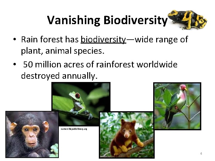 Vanishing Biodiversity • Rain forest has biodiversity—wide range of plant, animal species. • 50