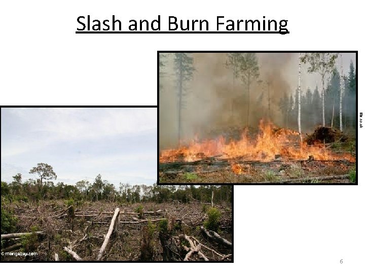 Slash and Burn Farming Bbc. co. uk 6 