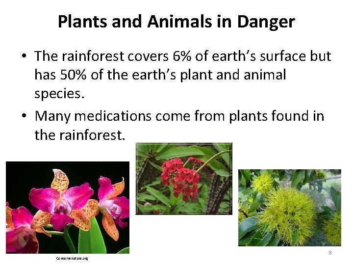 Plants and Animals in Danger • The rainforest covers 6% of earth’s surface but