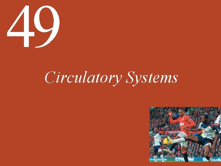 49 Circulatory Systems 