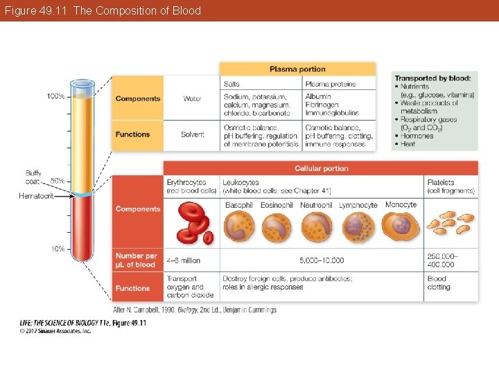 Figure 49. 11 The Composition of Blood 