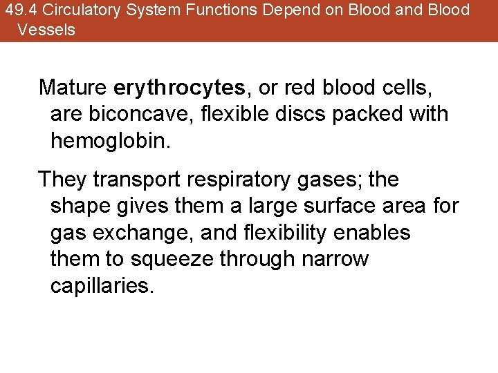 49. 4 Circulatory System Functions Depend on Blood and Blood Vessels Mature erythrocytes, or