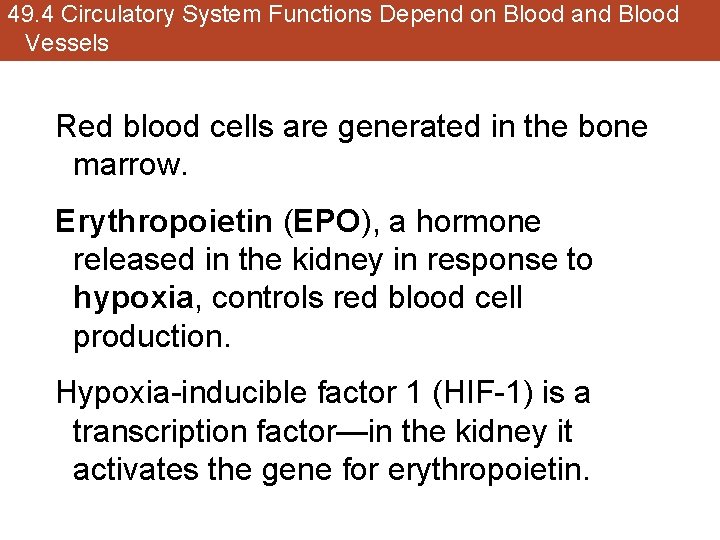 49. 4 Circulatory System Functions Depend on Blood and Blood Vessels Red blood cells