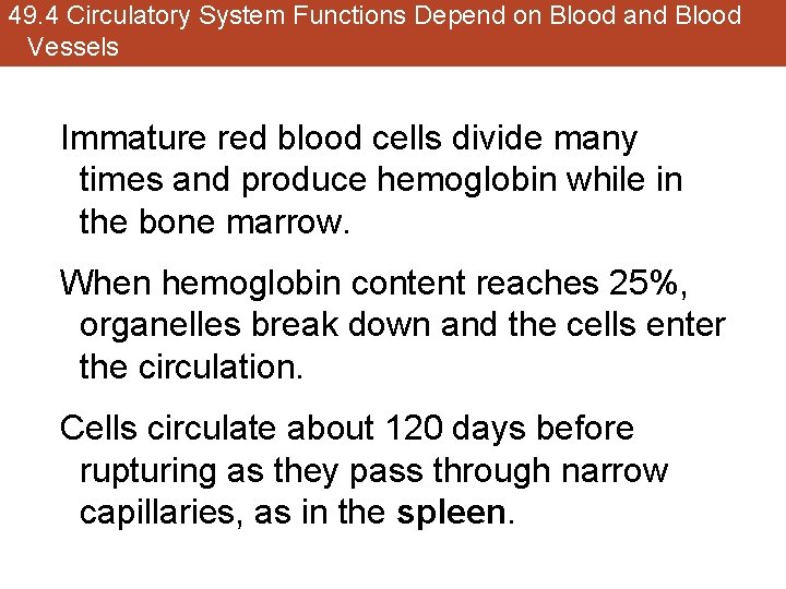 49. 4 Circulatory System Functions Depend on Blood and Blood Vessels Immature red blood