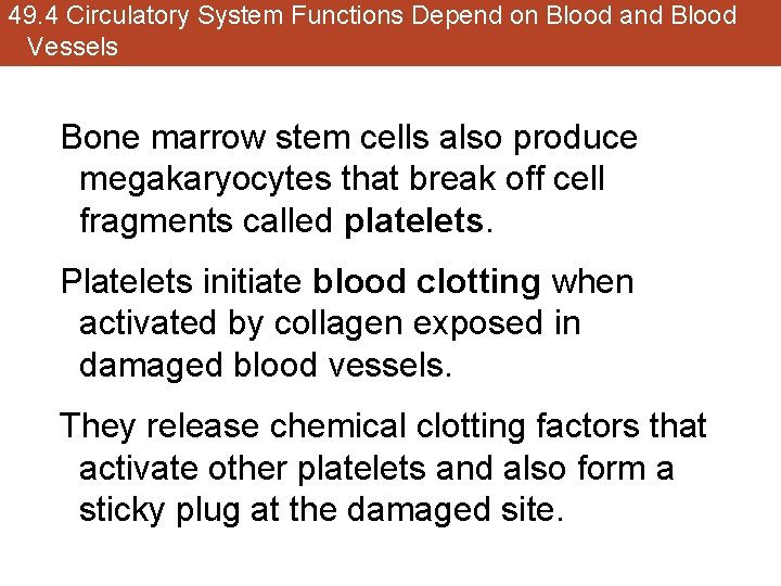 49. 4 Circulatory System Functions Depend on Blood and Blood Vessels Bone marrow stem