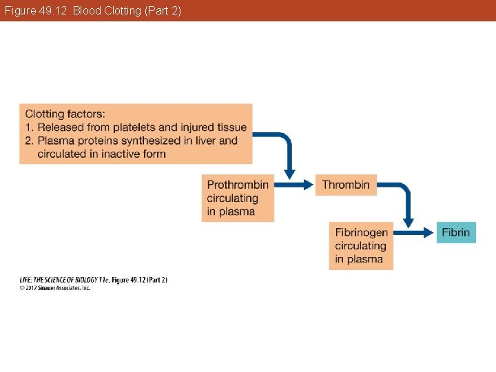 Figure 49. 12 Blood Clotting (Part 2) 