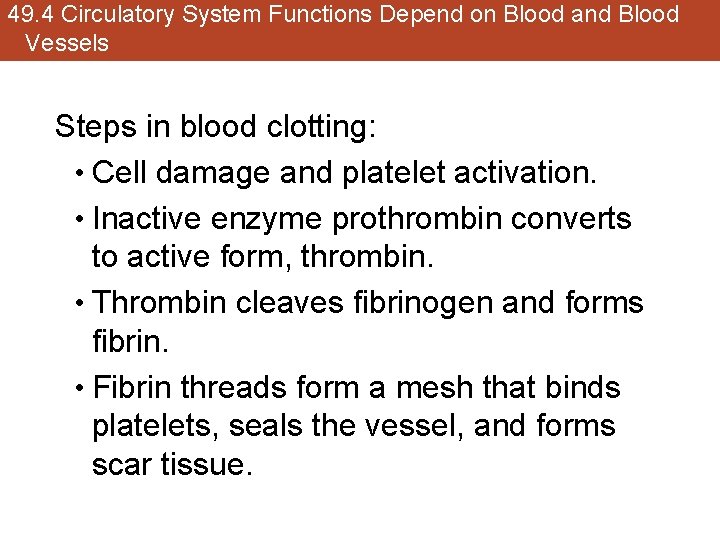 49. 4 Circulatory System Functions Depend on Blood and Blood Vessels Steps in blood