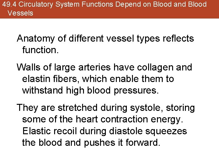 49. 4 Circulatory System Functions Depend on Blood and Blood Vessels Anatomy of different