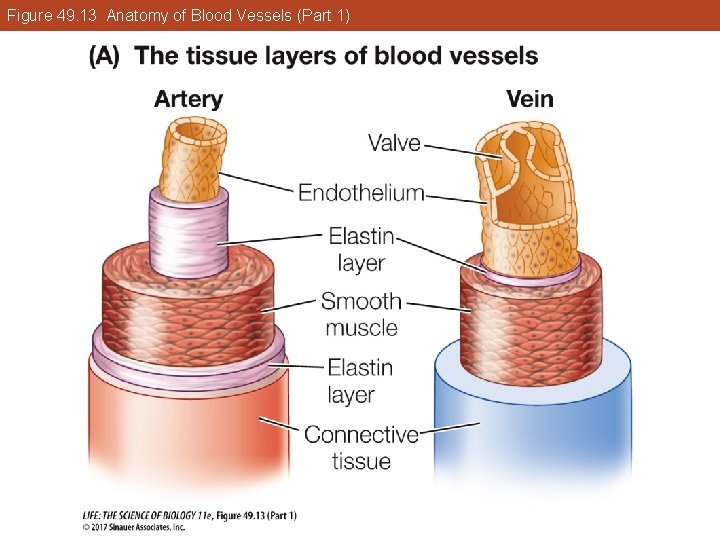 Figure 49. 13 Anatomy of Blood Vessels (Part 1) 