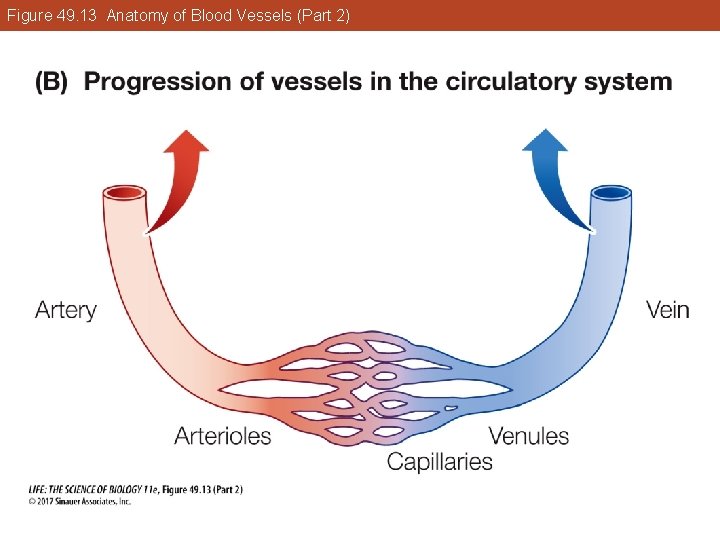 Figure 49. 13 Anatomy of Blood Vessels (Part 2) 