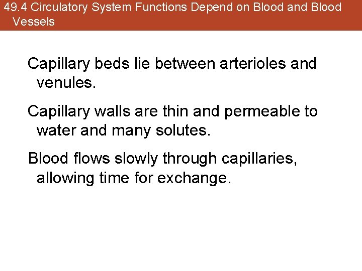 49. 4 Circulatory System Functions Depend on Blood and Blood Vessels Capillary beds lie