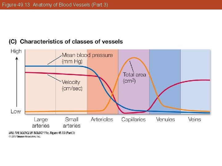 Figure 49. 13 Anatomy of Blood Vessels (Part 3) 
