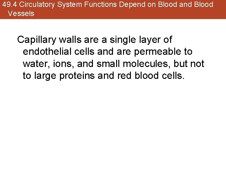 49. 4 Circulatory System Functions Depend on Blood and Blood Vessels Capillary walls are