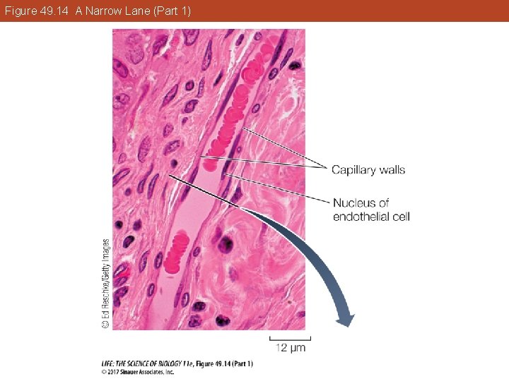 Figure 49. 14 A Narrow Lane (Part 1) 