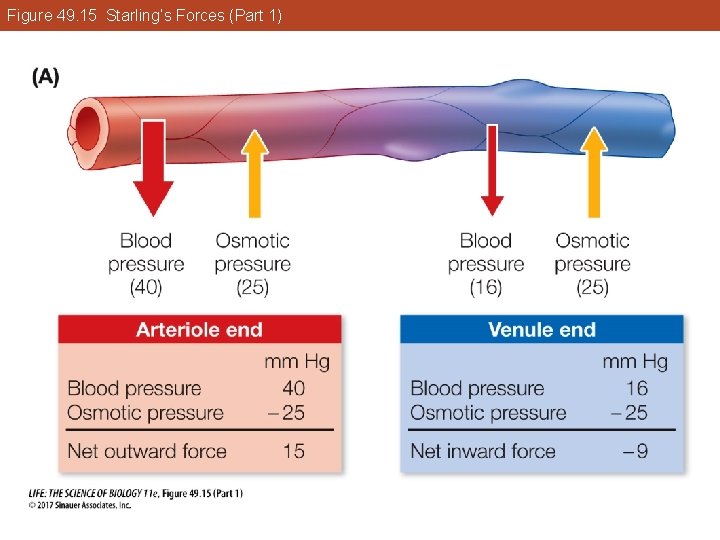 Figure 49. 15 Starling’s Forces (Part 1) 