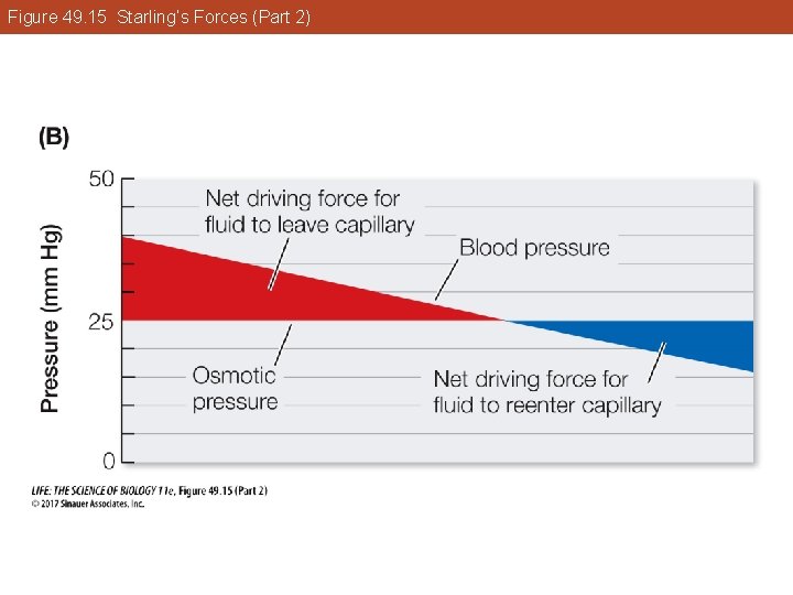 Figure 49. 15 Starling’s Forces (Part 2) 