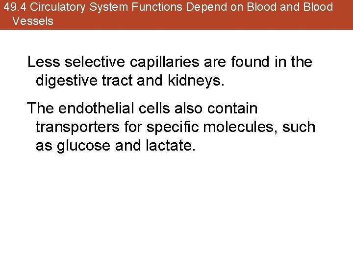 49. 4 Circulatory System Functions Depend on Blood and Blood Vessels Less selective capillaries