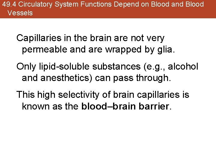 49. 4 Circulatory System Functions Depend on Blood and Blood Vessels Capillaries in the