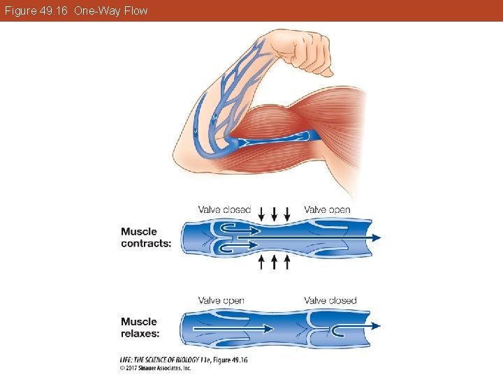 Figure 49. 16 One-Way Flow 
